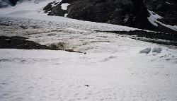 Black bear on the Blue Glacier